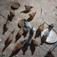 جوجه مرغ