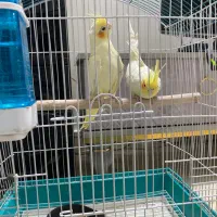 عروس هلندی مولد معاوضه با پیشنهاد شما