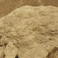 کاه گندم و جو تمیز و بدون خاک