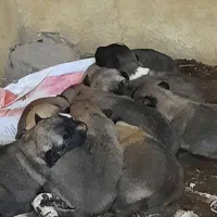 واگذاری سرابی نگهبانی گله ای