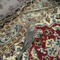 عروس هلندی