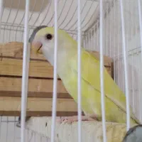 کوتوله برزیلی