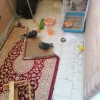 کبوتر جفت