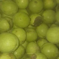 گردو دوپوست کاغذی