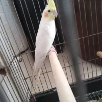 عروس هلندی ماده