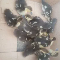 ۵۲ تاجوجه اردک اسراییلی