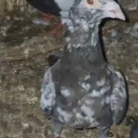 کبوتر سرور قهوه ای