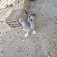 کفتر سوسنی بزن