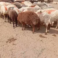 بره نر چاق