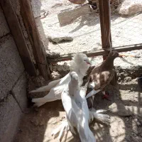 کفتر