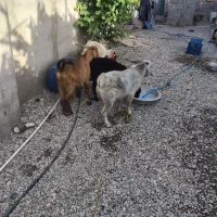 سلام سه چپشت چاق خوب برای قربانی