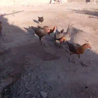 سلام‌دوستان‌عزیز