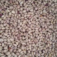 لوبیا چیتی کوشا