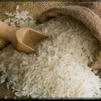 فروش برنج طارم هاشمی  و شیرودی و کشت دوم