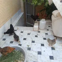 مرغ و خروس