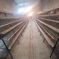 قفس منبری ۳طبقه مرغ تخمگذار بومی و صنعتی