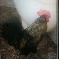 خروس بزرگ