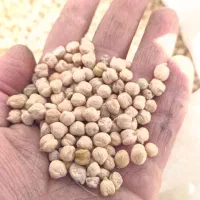 نخود محلی یه دست  درشت و پزا