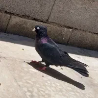 زاغ چشنوک واکسی