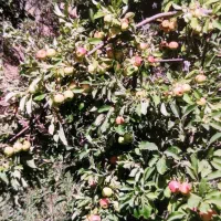 باغ-با-ساختمان-نیمه-ساز