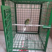 قفس طوطی کاسکو