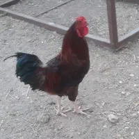 خروس جوان