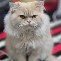 گربه جهت جفت گیری