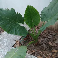 گل بابا ادم