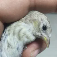 جوجه سهره  و سهره قناری سرلاکی