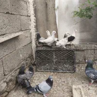یه لانه کبوتر