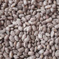 لوبیا چیتی