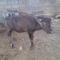 گوساله گاو میش