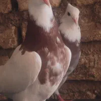کبوتر طوقی