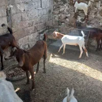 فروش چند راس بز