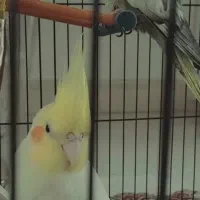 جفت عروس هلندی مولد و سالم