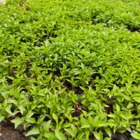 نشا|خدمات باغبانی و درختکاری|گوآور, |دیوار