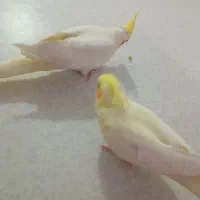 جوجه عروس هلندی