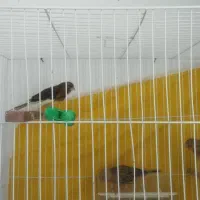 جوجه قناری هر دونه700ت و عروس هلندی800ت