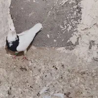 13عدد کفتر