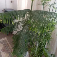 کاج مطبق