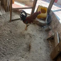 مرغ برهما|حیوانات مزرعه|مشگین شهر, |دیوار