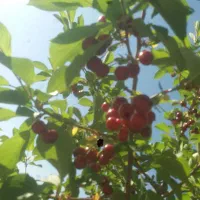 باغ یک هکتارونیم سند دار چاه آب شش دانگ