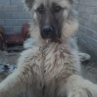 سگ سرابی|سگ|بستان آباد, |دیوار