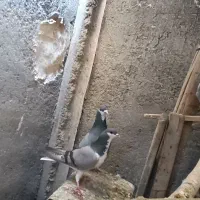 گفت. خرقه ای