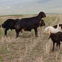 قوچ دامازلخ نر