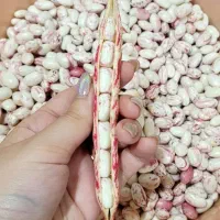 لوبیا چیتی