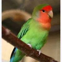 مرغ عشق