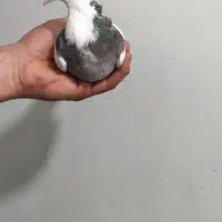 طوقی