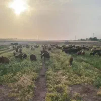 شیر پرچرب محلی