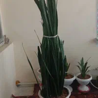 گل سانسوریا